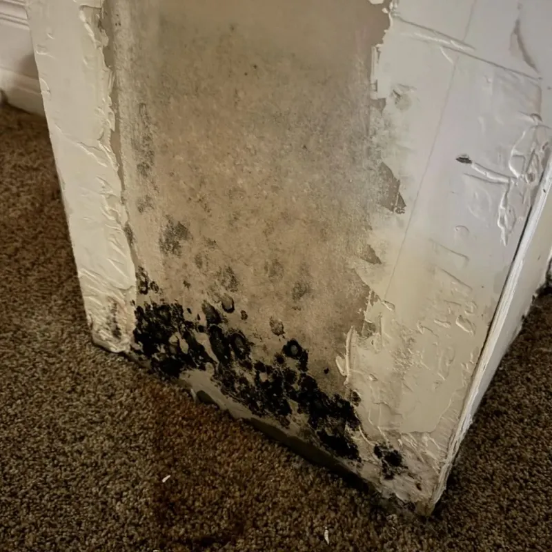 Professional Mold Removal in Nicholasville, KY